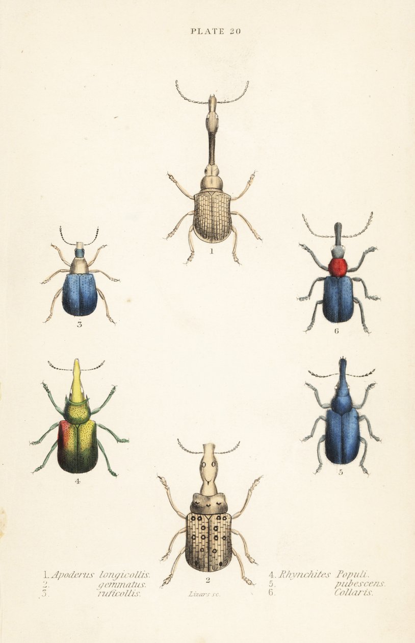 象鼻虫： Attelabus longicollis 1, Attelabus gemmatus 2, 3 Attelabus Grebe, Byctiscus 4, Rhycnhites pubescent 5 和 6 Rhynchites 项圈！ 作者 英语学校