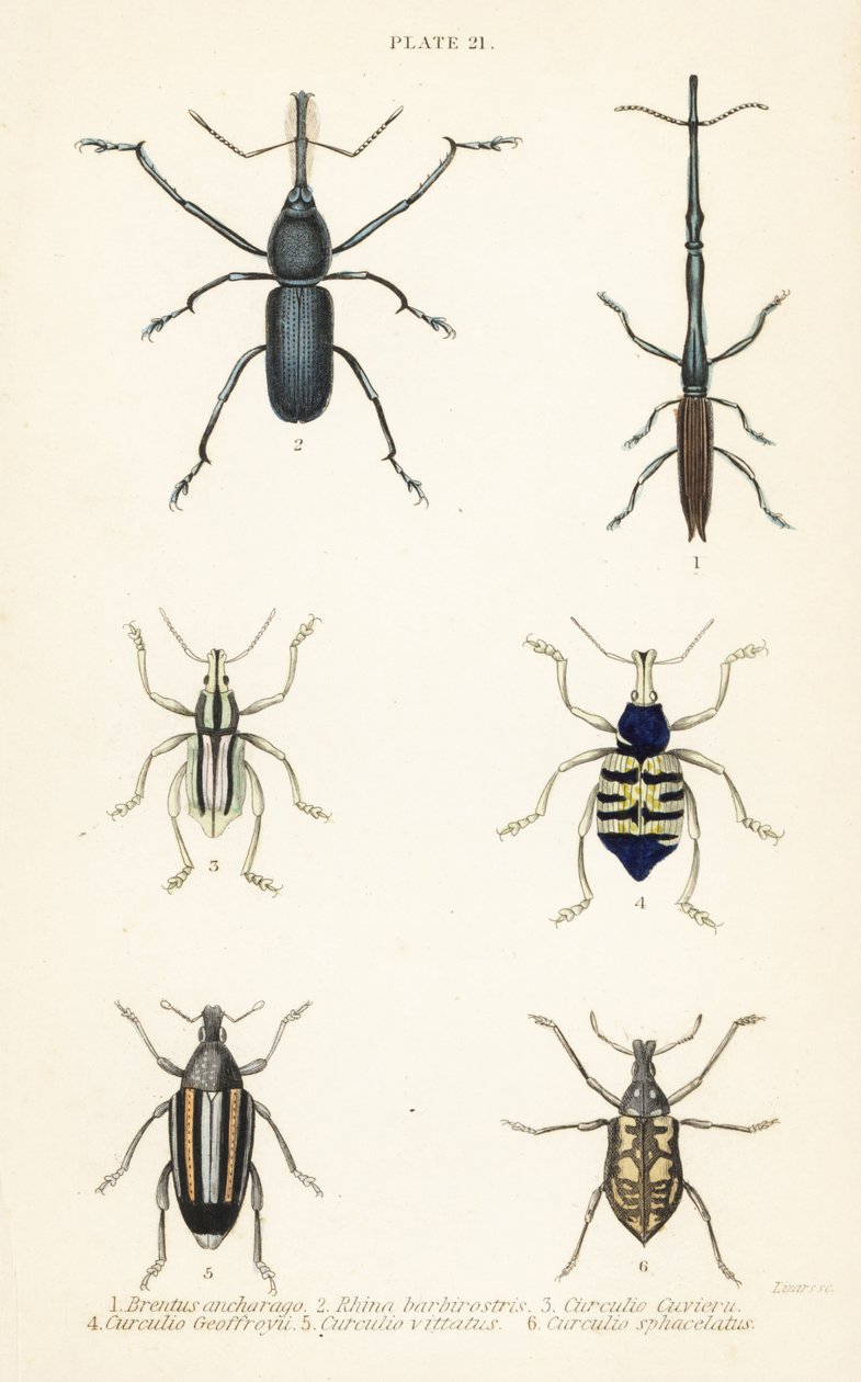 象鼻虫：Brentus ancharago 1、Rhina barbirostris 2、Curculio cuviera 3、Eupholus geoffroyi 4、Larinus ursus 5 和 Curculio sphacelatus 6 作者 英语学校