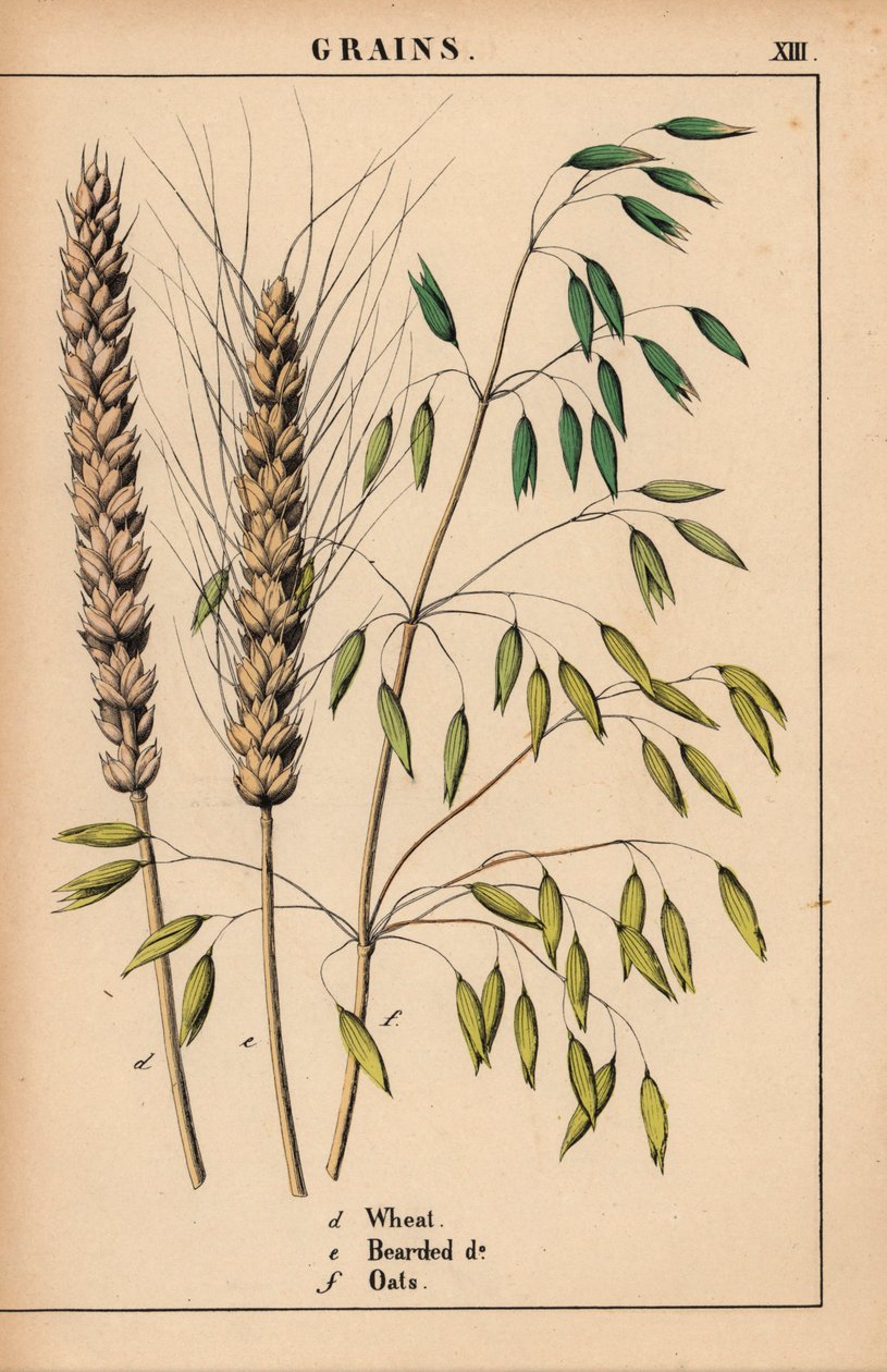 小麦、胡麦和燕麦，选自《教学图画书，或蔬菜世界的课程》，[夏洛特-玛丽-永格]，爱丁堡 作者 英语学校