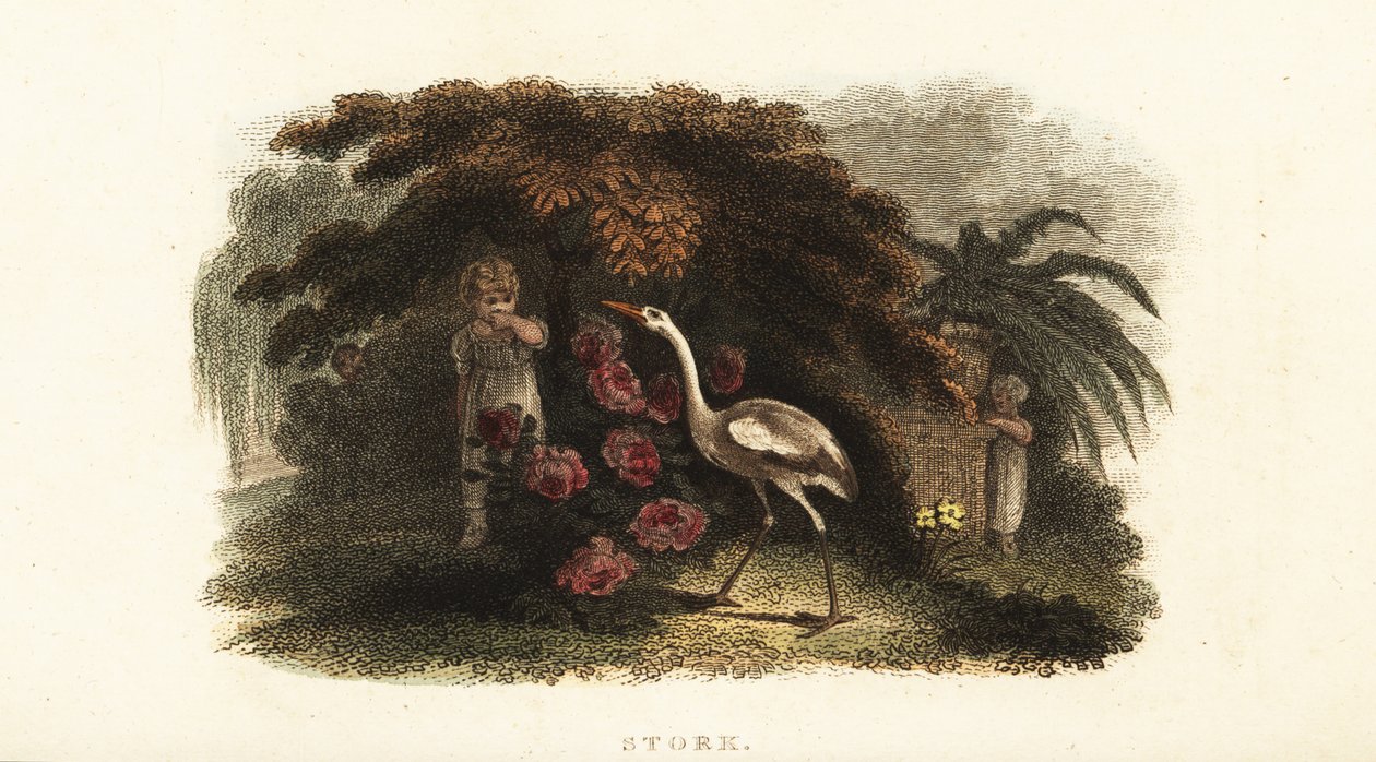 White stork, Ciconia ciconia, playing hide and seek with children in a garden 作者 英语学校