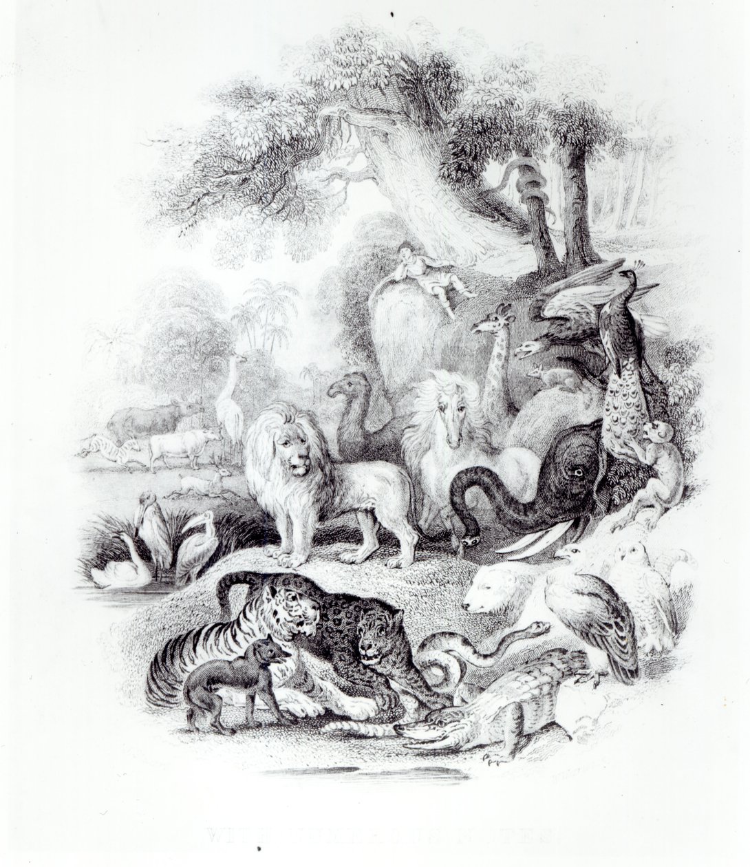 1840年伦敦奥利弗戈德史密斯的“地球和动画自然史”中的野生动物 作者 英语学校