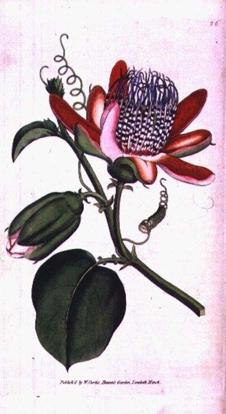 有翼西番莲（Passiflora alata），图版66，来自威廉-柯蒂斯的《植物学杂志》（或《花卉园展示》），出版。1787年（雕版画 作者 英语学校