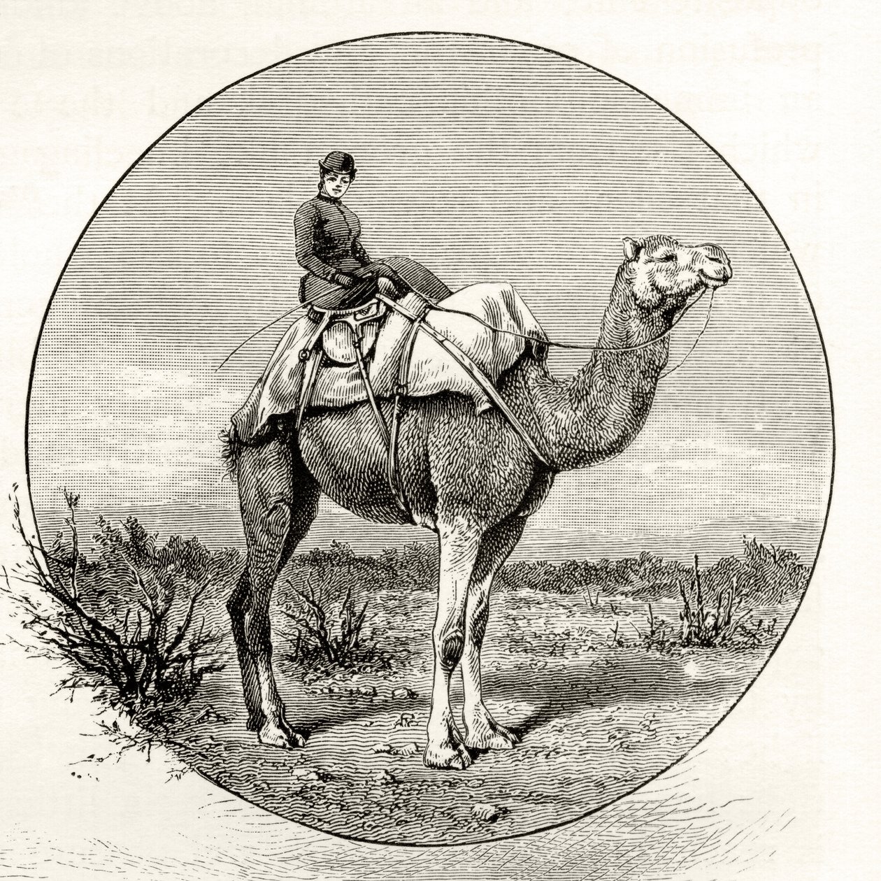 骆驼在澳大利亚的女人，1880年，来自霍华德威洛比的“澳大利亚图片”，由伦敦宗教学会出版，1886年 作者 英语学校
