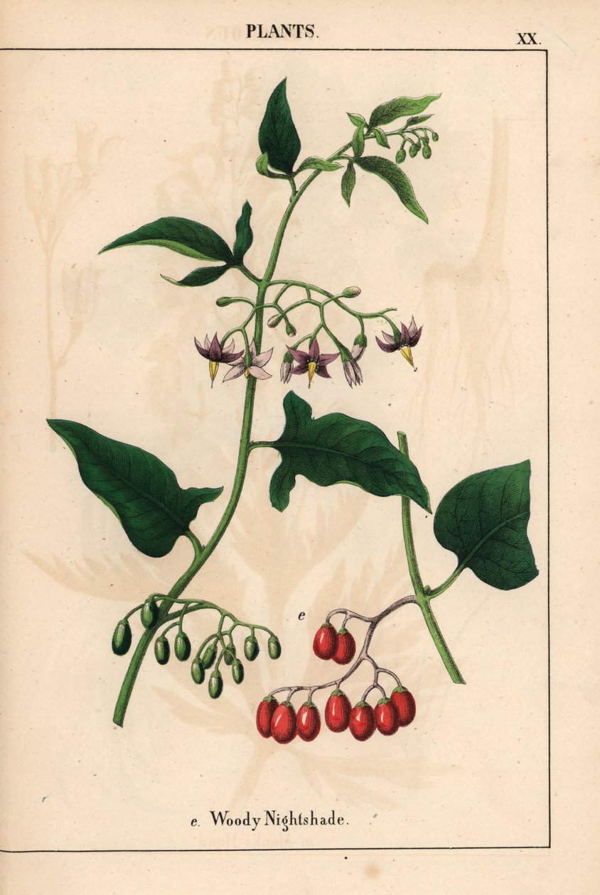 开着紫色花朵和红色浆果的木质夜来香，选自《教学图画书，或蔬菜世界的课程》，[夏洛特-玛丽-永格]，爱丁堡 作者 英语学校