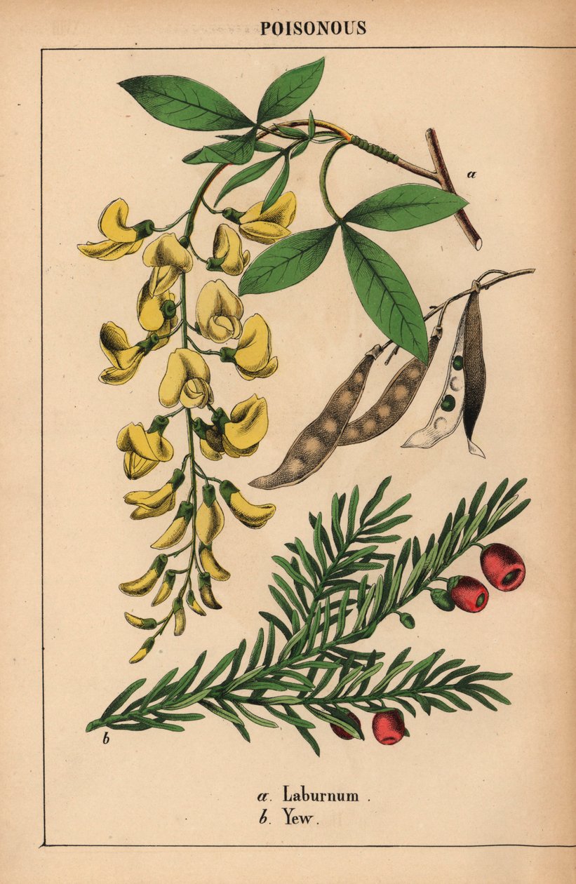 黄色的马褂木和结着红色浆果的紫杉，选自《教学图画书，或蔬菜世界的课程》，[夏洛特-玛丽-永格]，爱丁堡 作者 英语学校