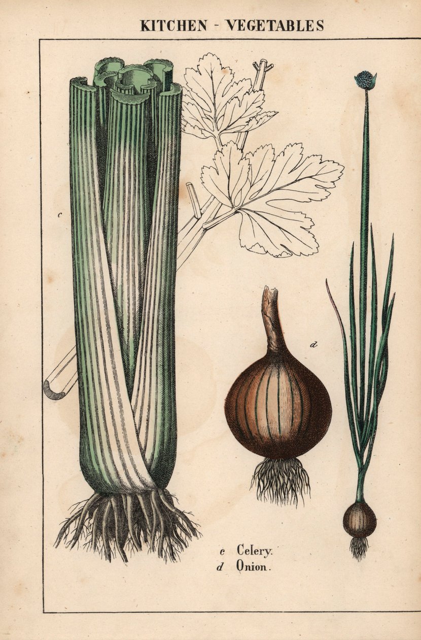 选自《教学图画书，或蔬菜世界的课程》，[夏洛特-玛丽-永格]，爱丁堡 作者 英语学校