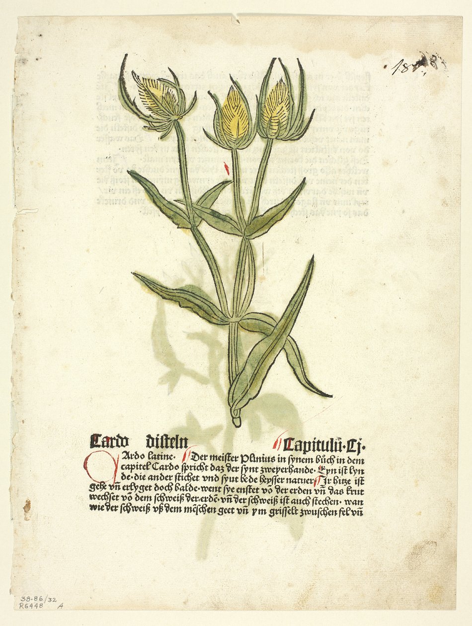 Gart Der Gesundheit（又称 Hortus sanitatis 或健康花园）中的蓟（正面）和蓟花蕾（背面），选自《15 世纪书籍木刻》第 32 版 作者 艾哈德·鲁威奇