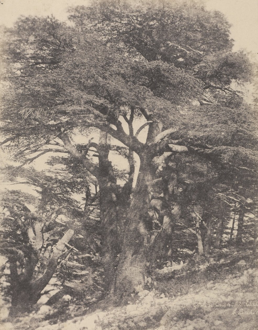 Groupe de Cèdres de Mt. Liban / [雪松群，黎巴嫩山］ 作者 欧内斯特·贝内克