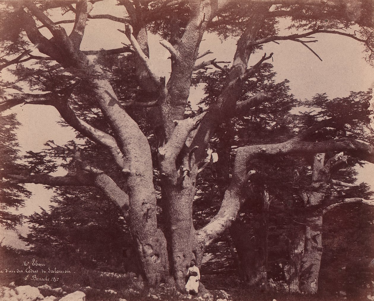 Mt.黎巴嫩。所罗门雪松中的一棵树干，1850-53年。 作者 欧内斯特·贝内克