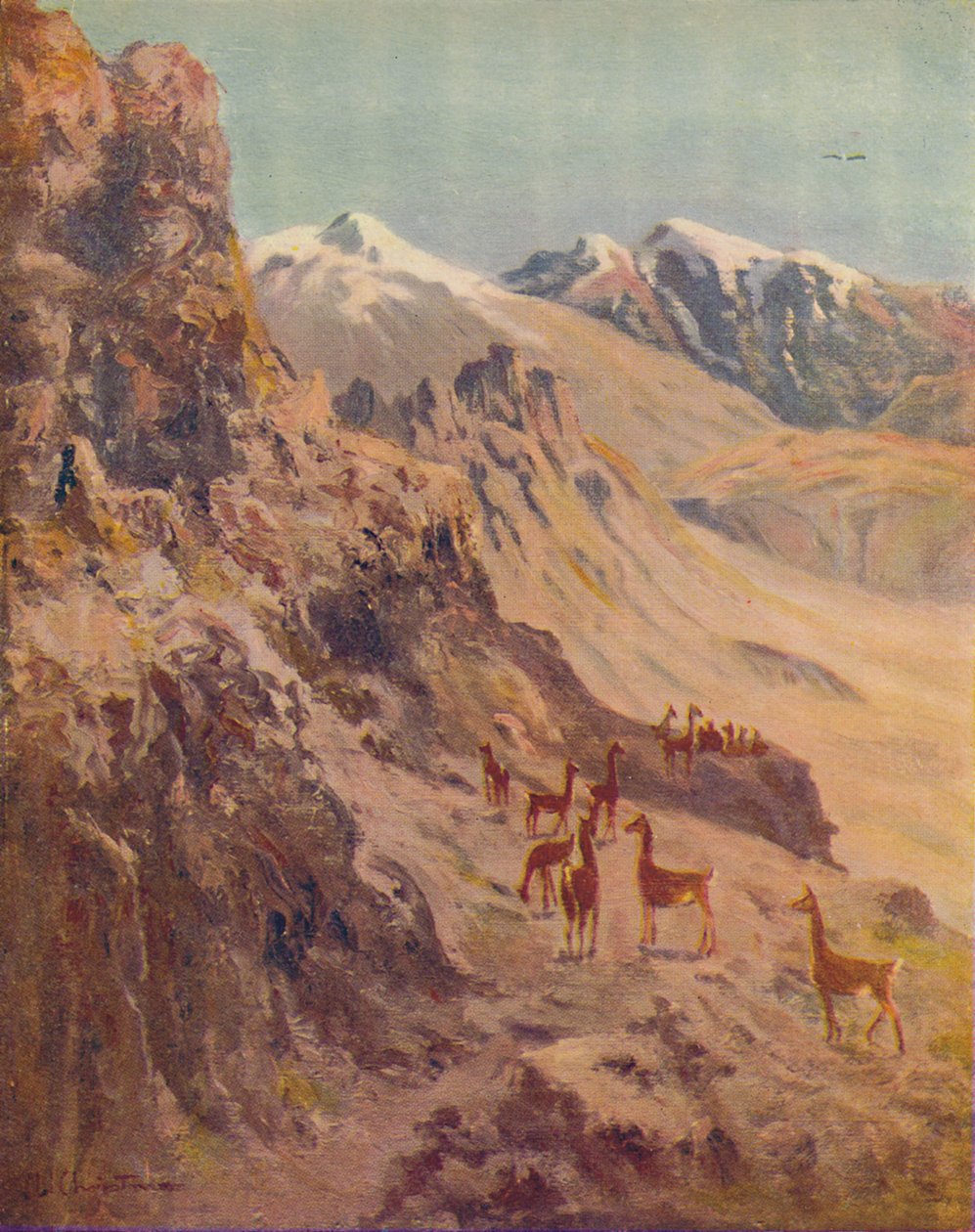 瓜纳科，1916年 作者 欧内斯特·威廉姆·圣诞节