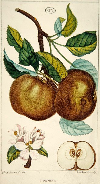 苹果树，兰伯特雕刻的，约1820年（彩色雕刻）。 作者 Ernestine (after) Panckoucke