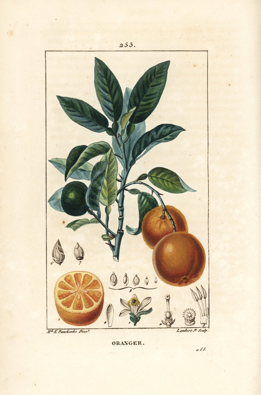 Bigaradier, Orange, Citrus aurantium，有树枝、叶子、花、成熟和未成熟的果实，以及果实的剖面。小兰伯特根据Ernestine Panckoucke的画作进行的手绘硬笔铜版画，该画作出自Chaumeton, Poiret和Chamberet的""。 作者 恩尼斯汀·潘库克（Ernestine Panckoucke）