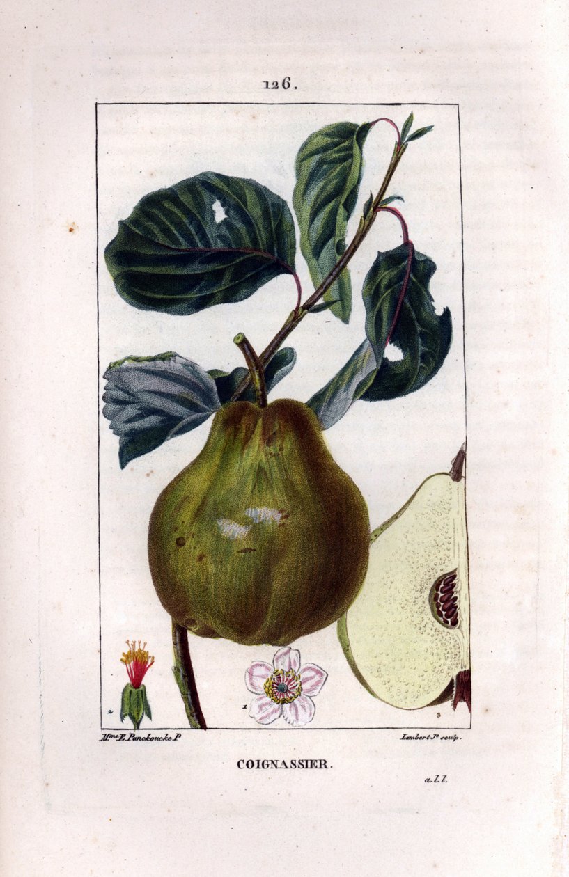 Botanical board: quince tree, Pyrus oblonga, showing fruit, blossom, leaves, branch and section of fruit. Handcoloured stipple copperplate engraving by Lambert Junior from a drawing by Madame Panckoucke from Chaumeton, Poiret et Chamberet