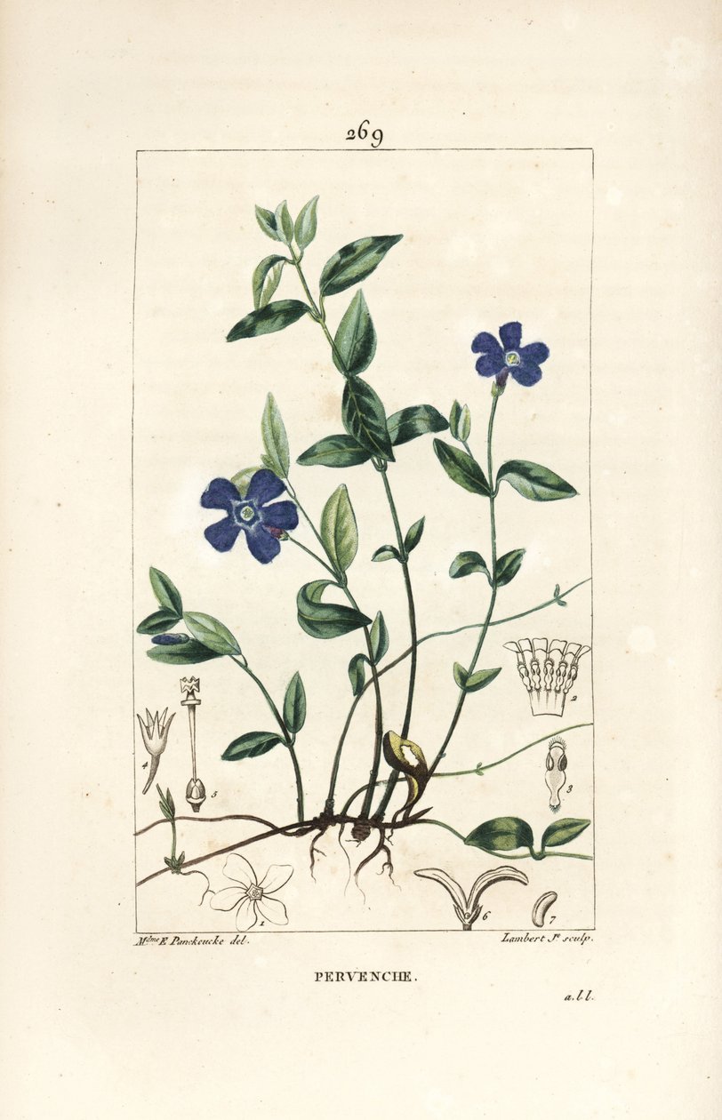 小长春花 - 小长春花，Vinca minor，有花、叶、茎、根和种子。小Lambert根据Ernestine Panckoucke的画作进行的手绘立体铜版画，该画作出自Chaumeton, Poiret和Chamberet的《La Flore Medicale》，P 作者 恩尼斯汀·潘库克（Ernestine Panckoucke）