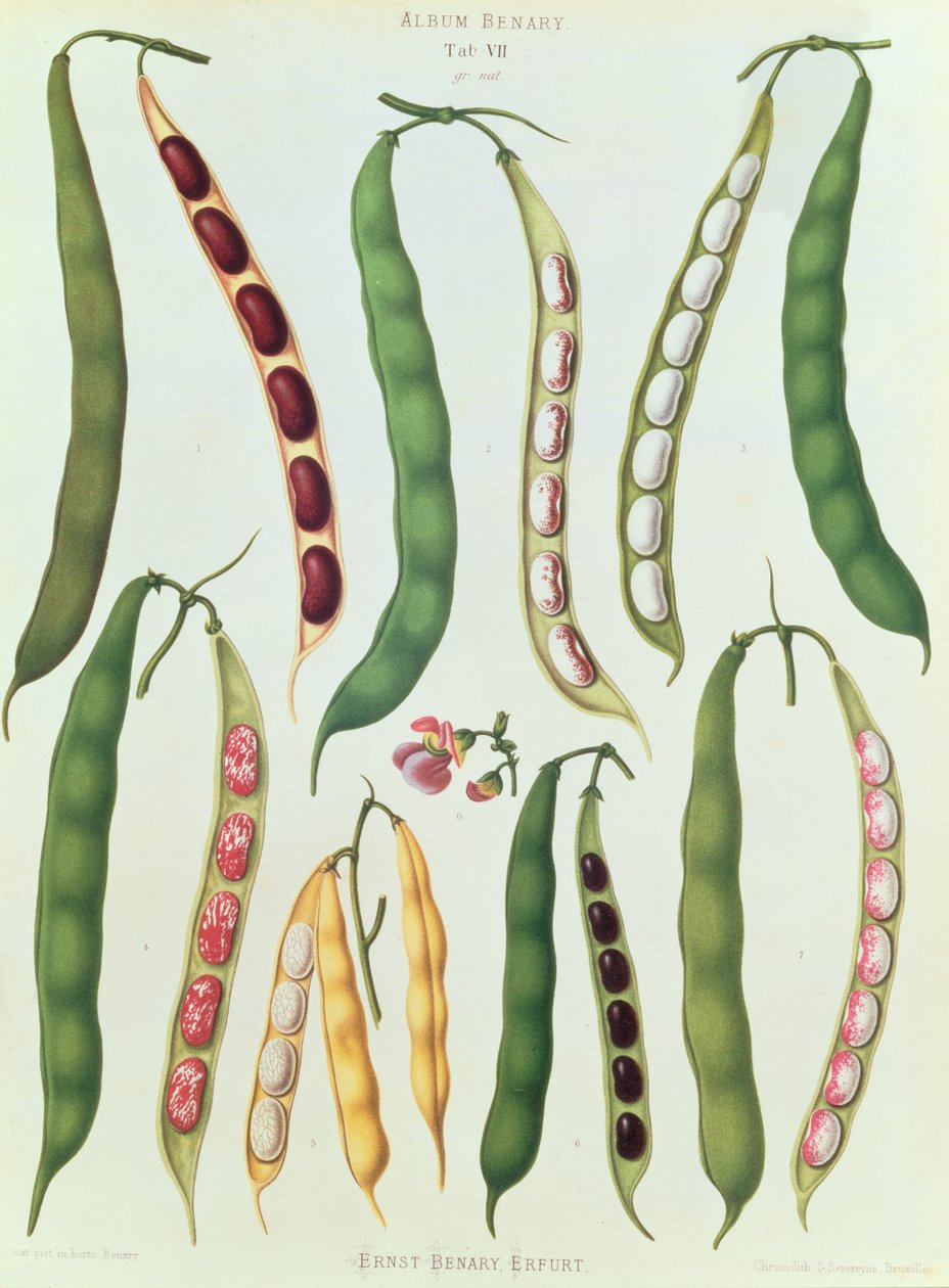 Beans，Tab VII来自&39;Album Benary&39;，由G. Severeyns雕刻，1876年（chromolitho） 作者 恩斯特·贝纳里（Ernst Benary）