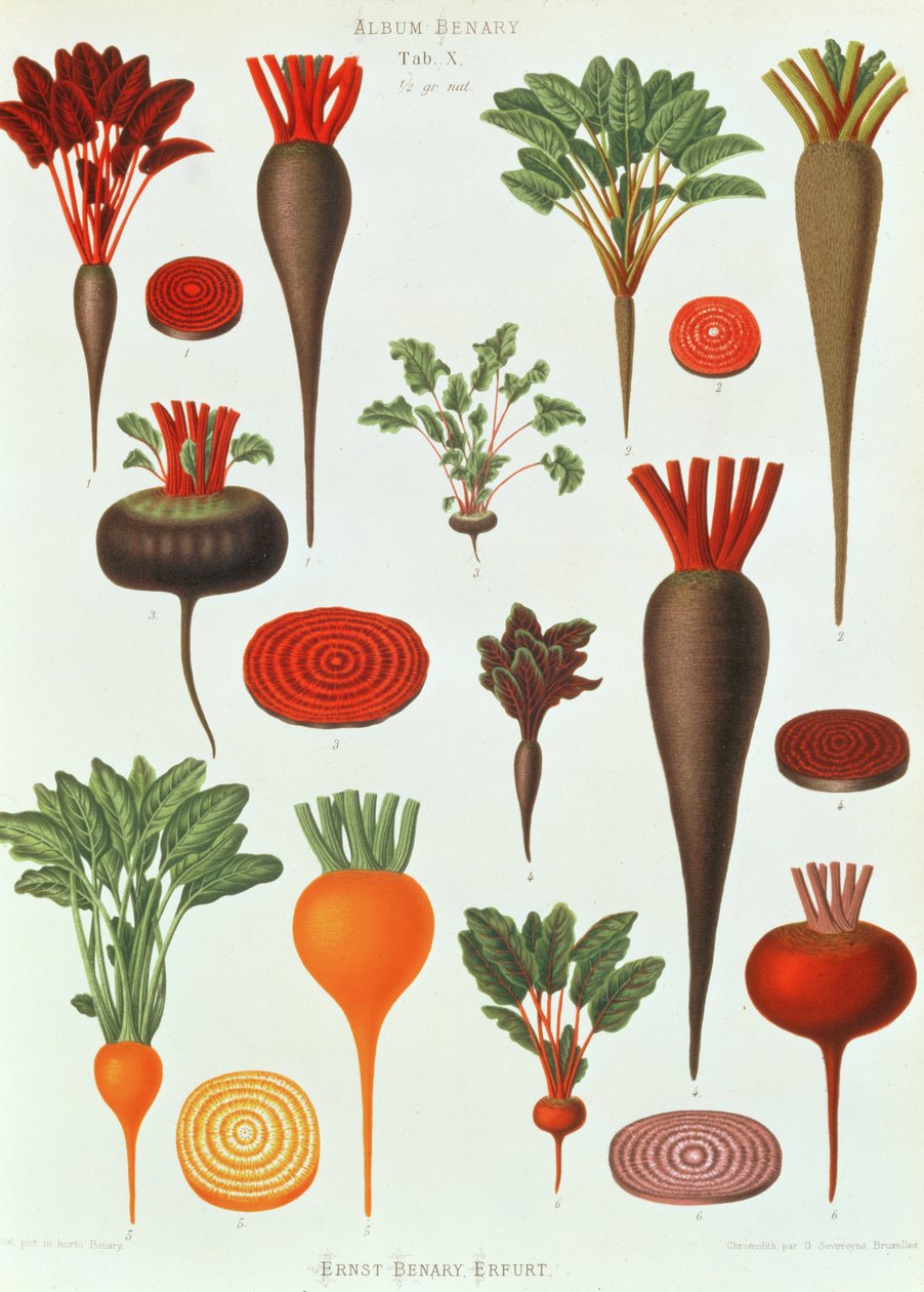 甜菜根，来自&39;Album Benary&39;的Tab X，由G. Severeyns雕刻，1876年（chromolitho） 作者 恩斯特·贝纳里（Ernst Benary）