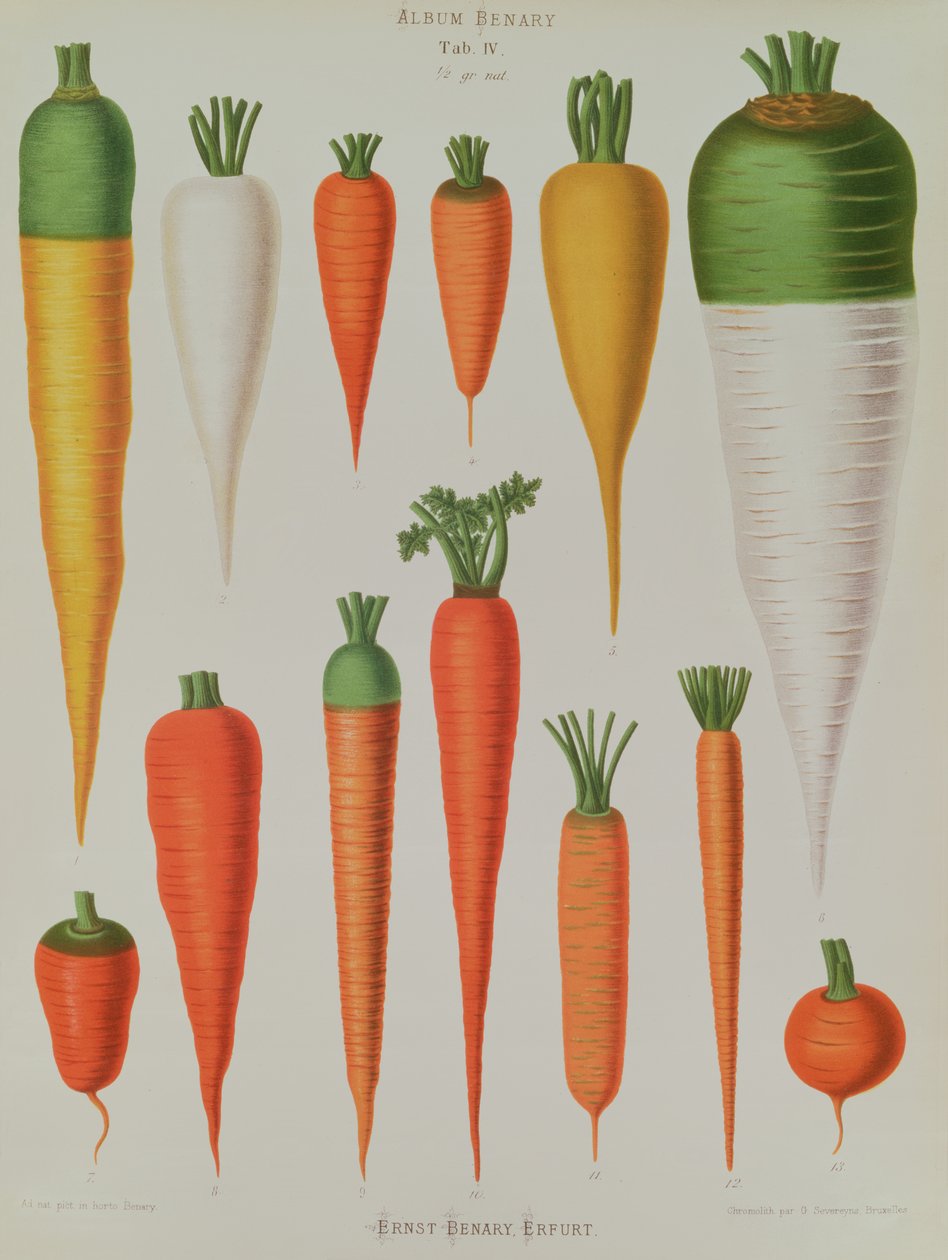 胡萝卜，来自&39;Album Benary&39;的表IV，由G. Severeyns雕刻，1876年（chromolitho） 作者 恩斯特·贝纳里（Ernst Benary）