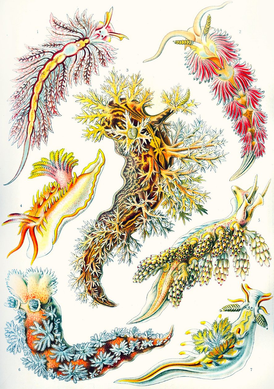 来自 "Kunstformen der Natur "的裸子植物系列 作者 恩斯特（后）海克尔