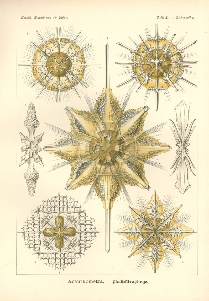 Acanthometra - Stachelstrahlinge，Pl.21，来自“Kunstformen der Natur”，由 Adolf Giltsch 雕刻，1904 年出版（彩色平版印刷） 作者 恩斯特（后）海克尔