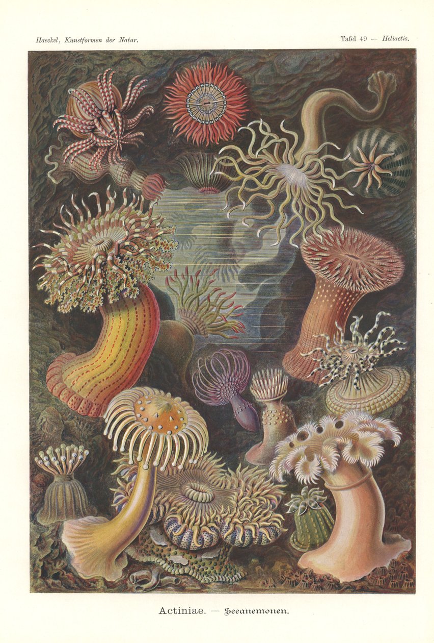 Actiniae - 海葵，Pl.49，选自《Kunstformen der Natur》，由 Adolf Giltsch 刻版，1904 年出版（彩色石印版）。 作者 恩斯特（后）海克尔