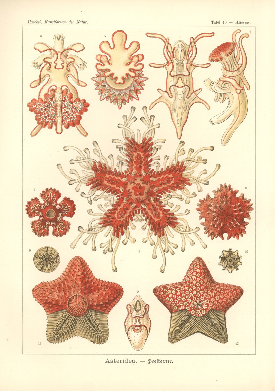 Asteridea - Sea Star，Pl.40.选自《Kunstformen der Natur》，由 Adolf Giltsch 刻版，1904 年出版（彩色石版）。 作者 恩斯特（后）海克尔