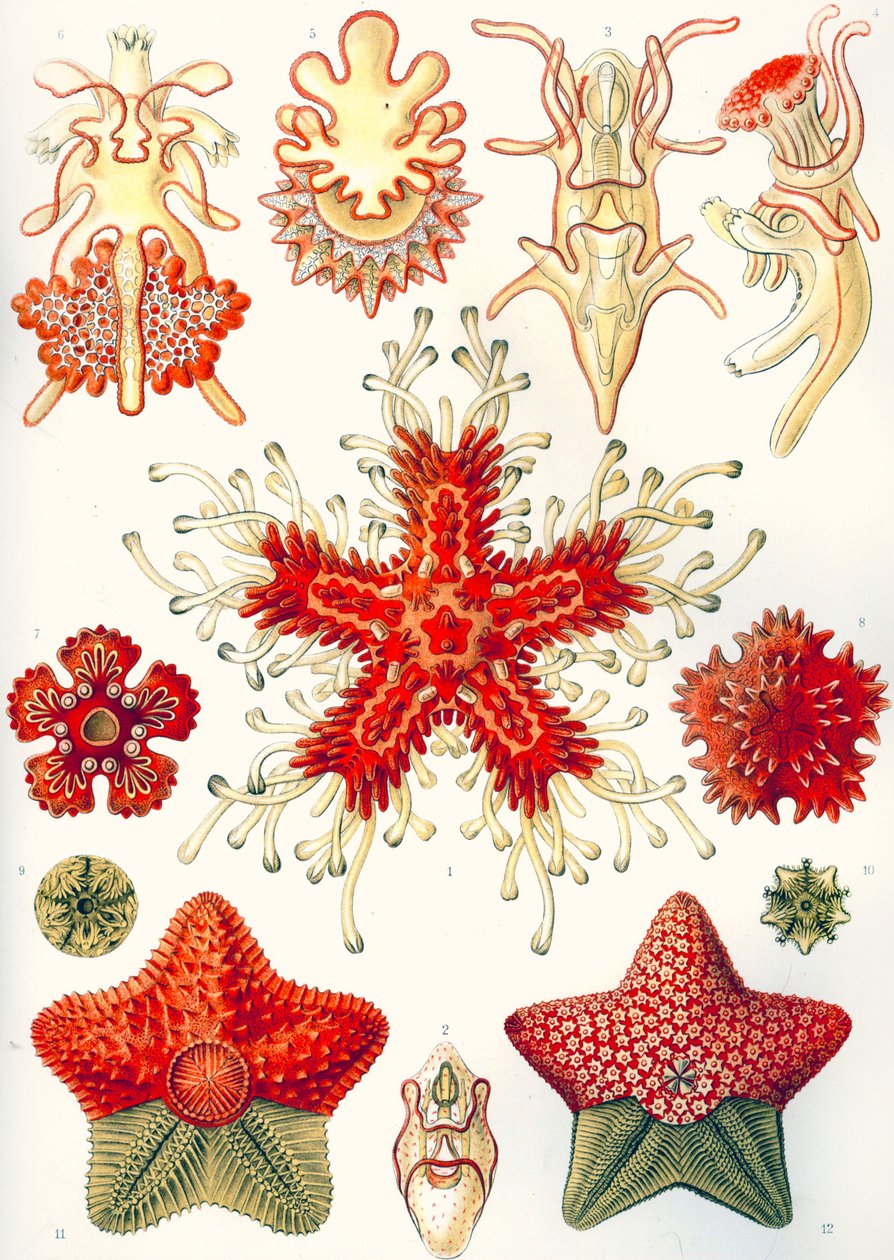 Asteridea "大自然的艺术形式 作者 恩斯特（后）海克尔