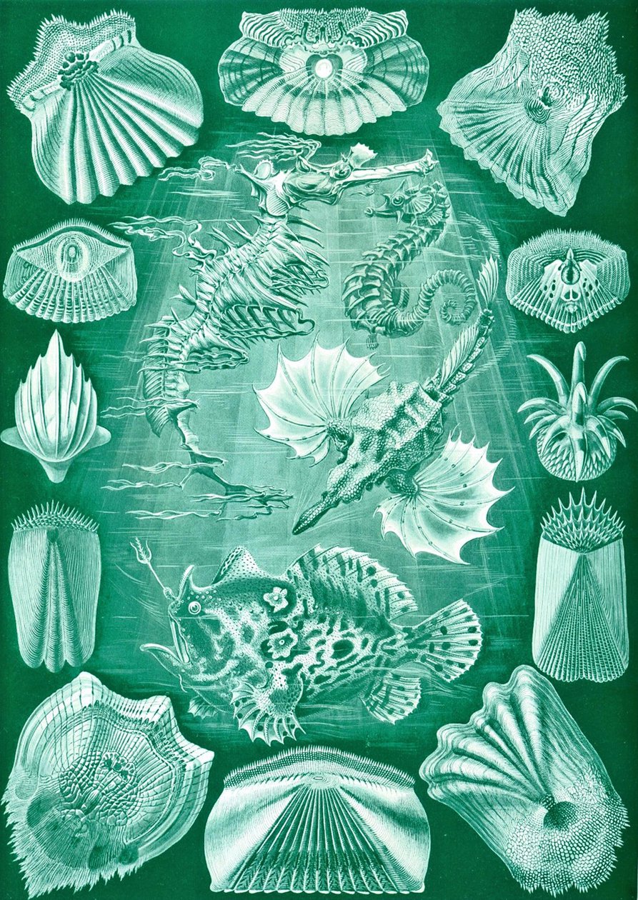 Collection of Teleostei from 