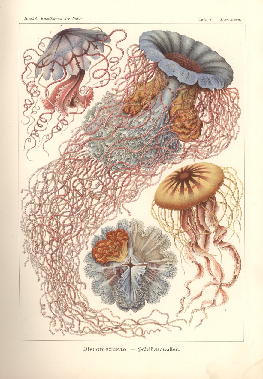 Discomedusae - 圆盘水母，Pl. 8，来自“Kunst Formen der Natur”，由 Adolf Giltsch 雕刻，1904 年出版（彩色平版印刷） 作者 恩斯特（后）海克尔