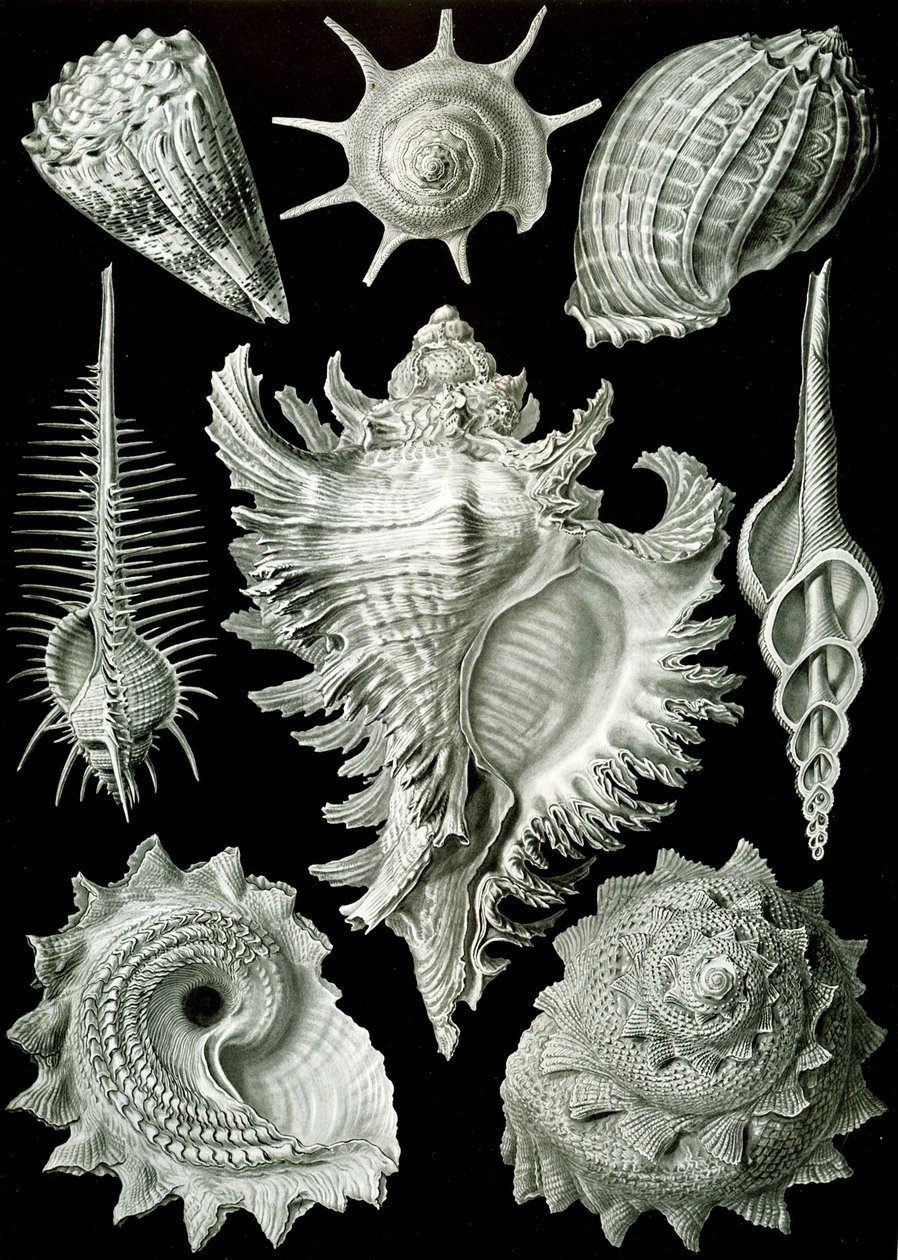原鳃纲动物--各种原鳃腹足类动物的贝壳，选自 "Kunstformen der Natur"（《自然艺术》）。 作者 恩斯特（后）海克尔