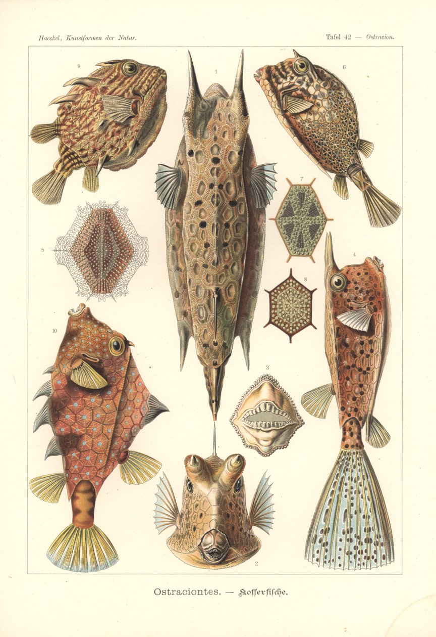 Ostracion - teleosts，选自《Kunstformen der Natur》，Pl.42，由 Adolf Giltsch 刻版，1904 年出版（彩色石印版）。 作者 恩斯特（后）海克尔