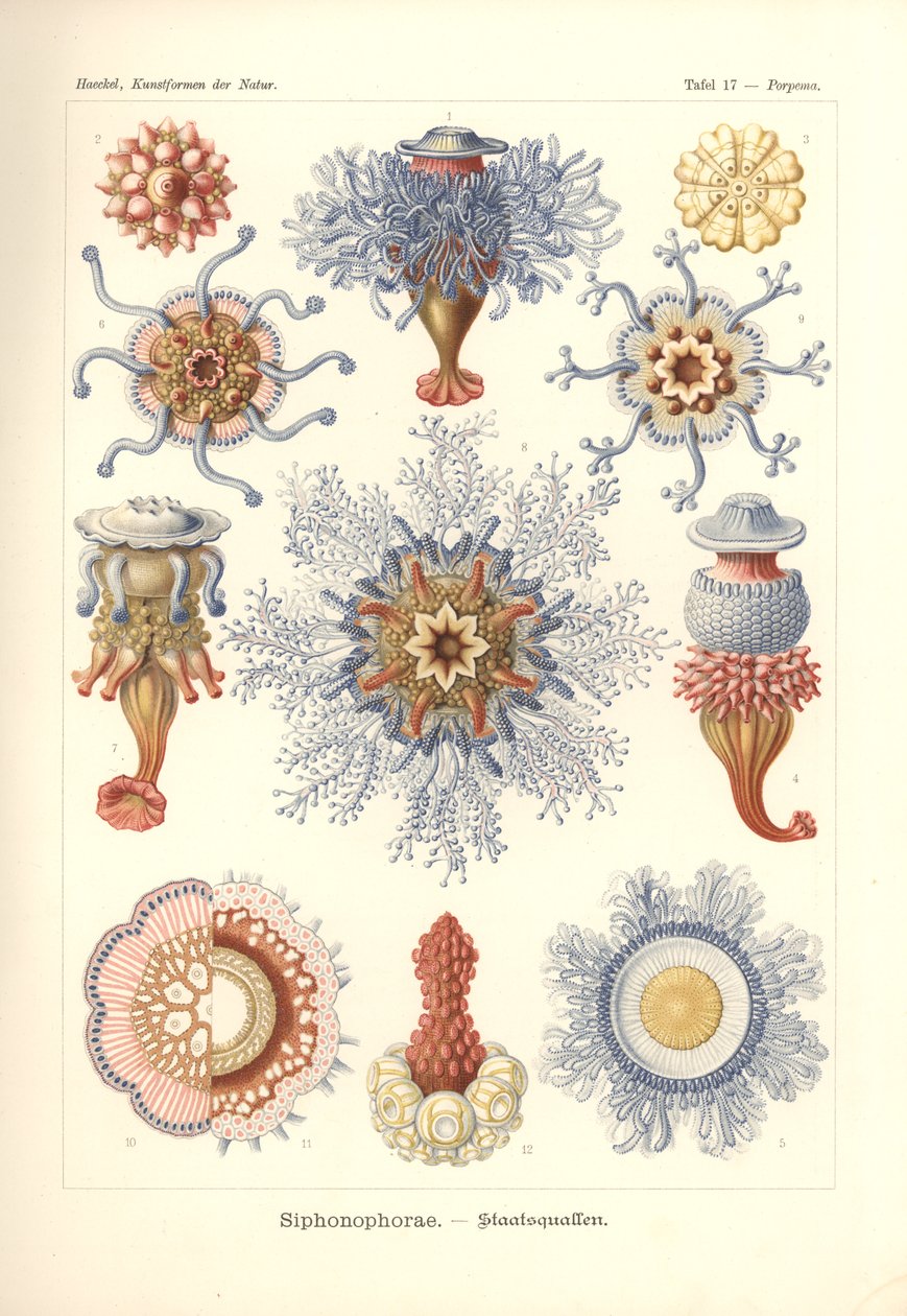 Siphonophorae - 海蜇，选自《Kunstformen der Natur》，由阿道夫-吉尔奇雕刻，1904 年出版（彩色石版印刷）。 作者 恩斯特（后）海克尔