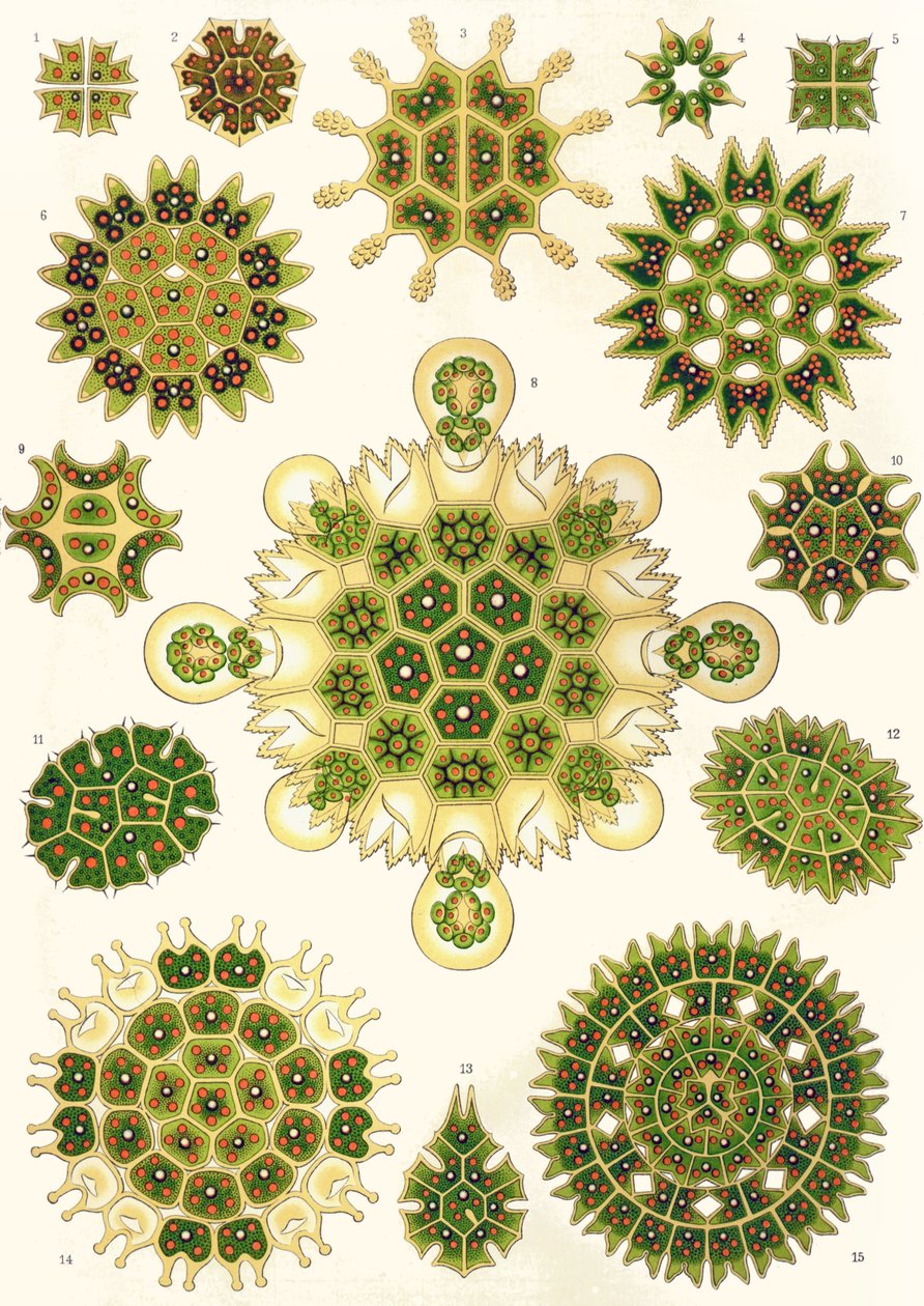 来自 "自然艺术 "的 Pediastrum 品种 作者 恩斯特（后）海克尔