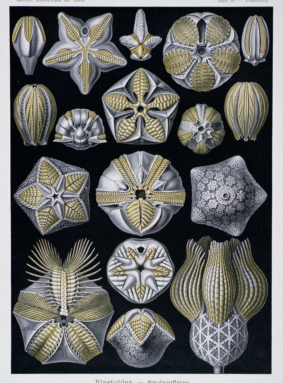 Blastoidea，来自 Artforms of Nature 的盘子，c.1899-1904（彩色雕刻） 作者 恩斯特·海克尔