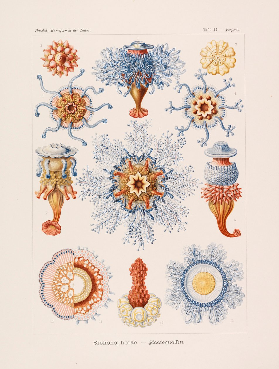 自然中的艺术形式 自然中的艺术形式，1899-1903。 作者 恩斯特·海克尔