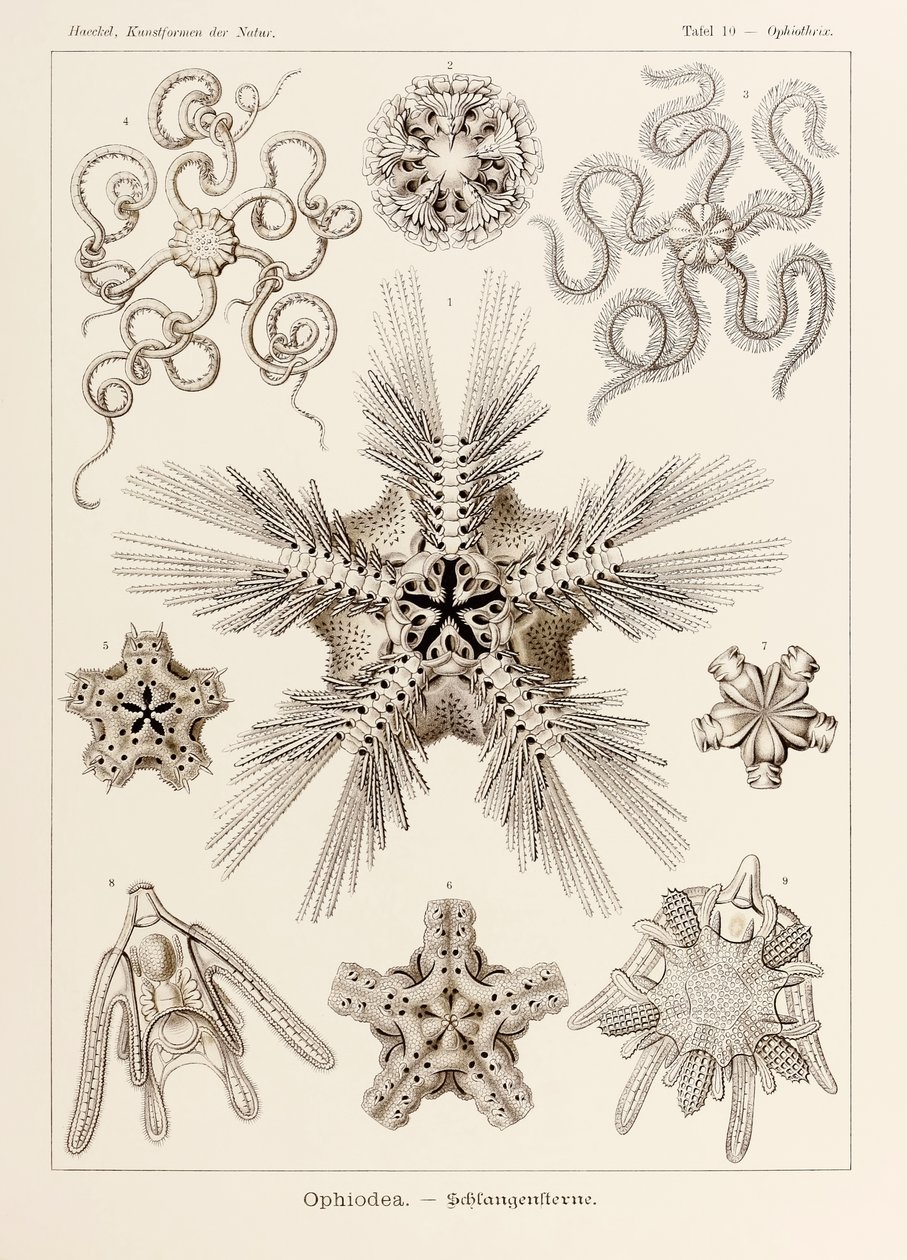 图版 10 蛇尾鸟 (Ophiothrix Ophiodea)，出自恩斯特·海克尔 (Ernst Haeckel) 所绘的《自然艺术形式》（1834-1919 年） 作者 恩斯特·海克尔