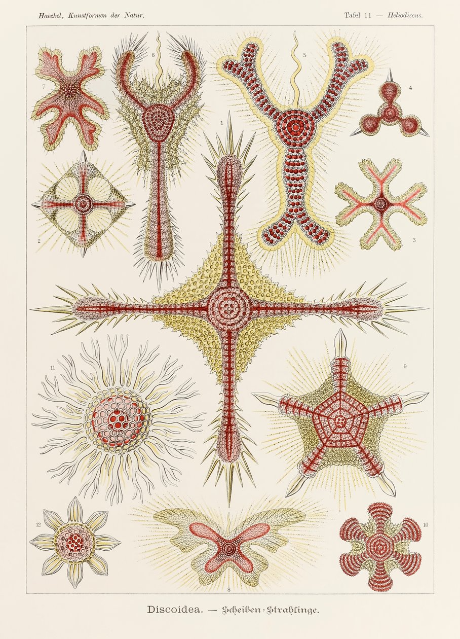 图 11 Heliodiscus Discoidea，选自恩斯特-海克尔（1834-1919 年）绘制的《自然中的艺术形式》（Kunstformen der Natur）。 作者 恩斯特·海克尔