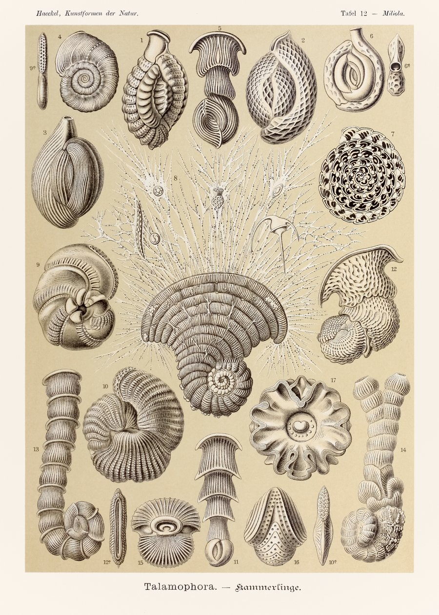图版 12 米利奥拉·塔拉莫佛拉 (Miliola Talamophora)，出自恩斯特·海克尔 (Ernst Haeckel)（1834-1919 年）所绘的“自然艺术形式” 作者 恩斯特·海克尔