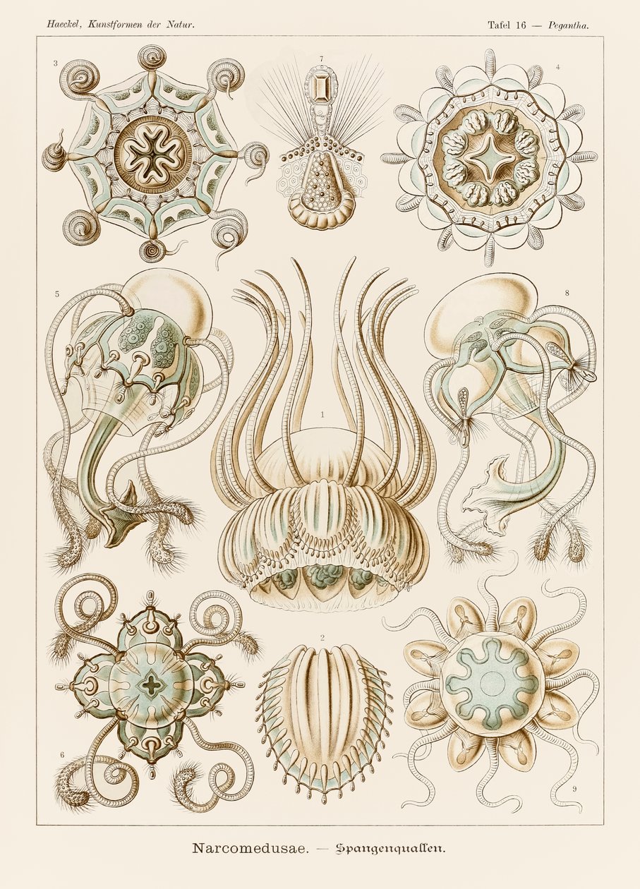 图版 16 Pegantha Narcomedusae 选自恩斯特·海克尔（Ernst Haeckel，1834-1919 年）绘制的“自然艺术形式” 作者 恩斯特·海克尔
