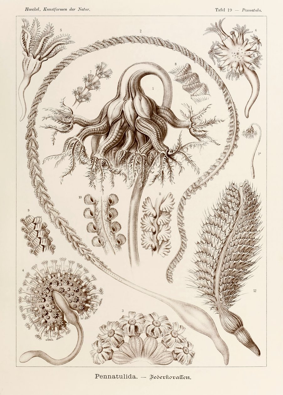 图 19 Pennatula Pennatulida，选自恩斯特-海克尔（1834-1919 年）绘制的《自然中的艺术形式》（Kunstformen der Natur）。 作者 恩斯特·海克尔
