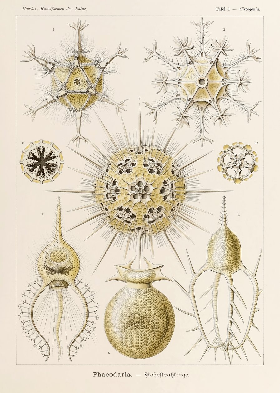 插图 1 Circogonia Phaeodaria，选自恩斯特-海克尔（1834-1919 年）绘制的《自然中的艺术形式》（Kunstformen der Natur）。 作者 恩斯特·海克尔