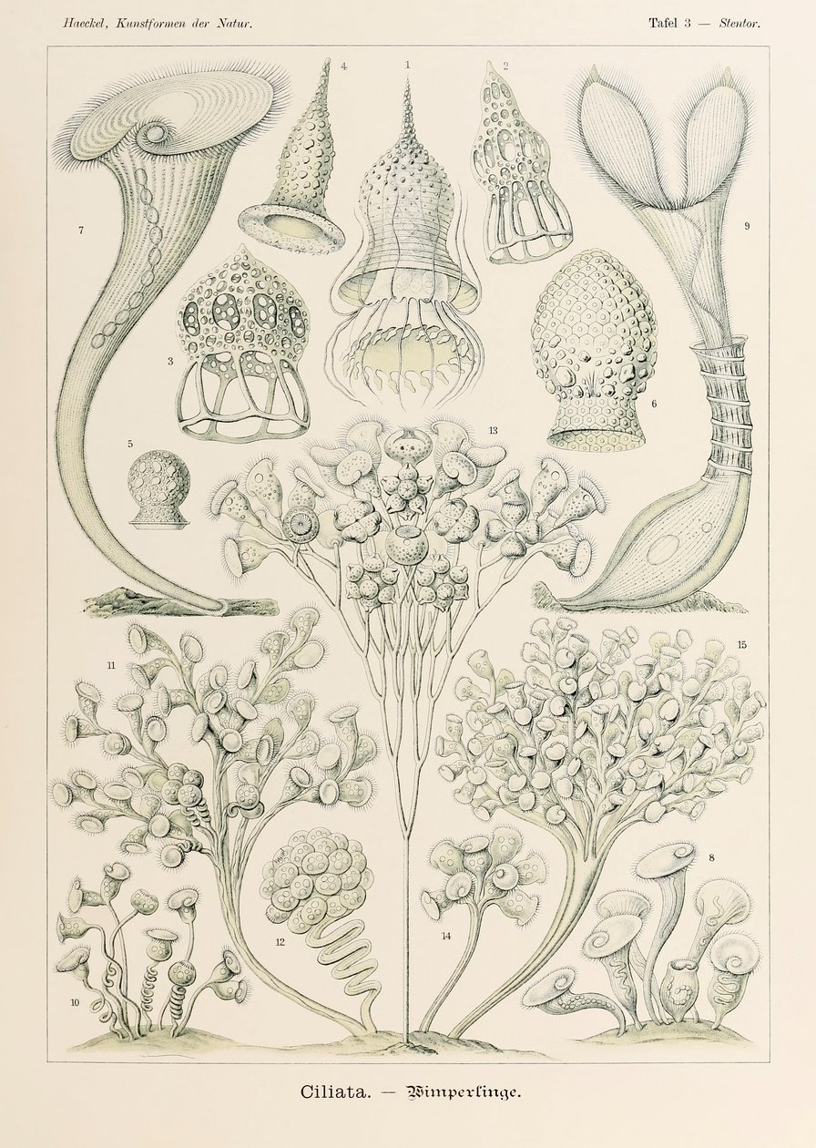 图 3 Stentor Ciliata，选自恩斯特-海克尔（1834-1919 年）绘制的《自然中的艺术形式》（Kunstformen der Natur）。 作者 恩斯特·海克尔