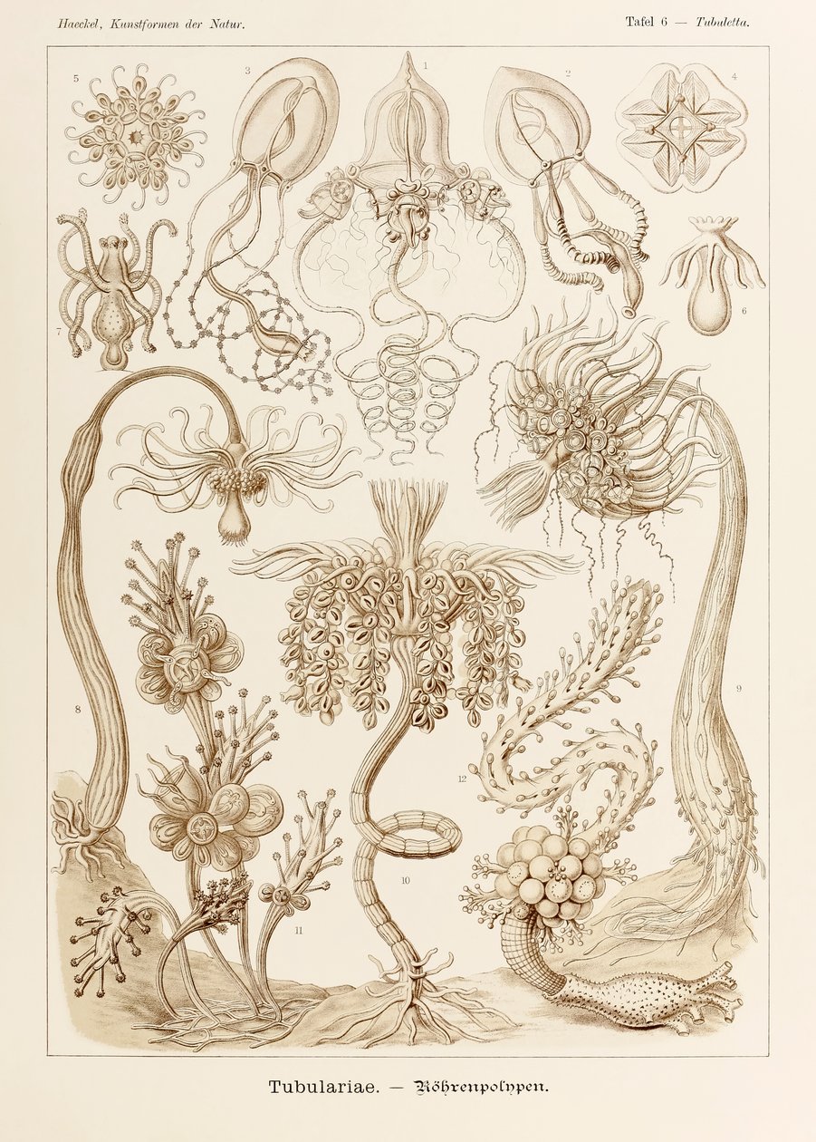 图版 6 Tubuletta Tubulariae，选自恩斯特·海克尔（Ernst Haeckel，1834-1919 年）绘制的“自然艺术形式” 作者 恩斯特·海克尔
