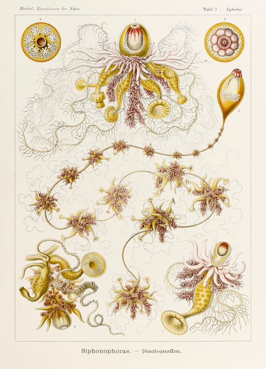 图 7 Epibulia Siphonophorae，选自恩斯特-海克尔（1834-1919 年）绘制的《自然中的艺术形式》（Kunstformen der Natur）。 作者 恩斯特·海克尔