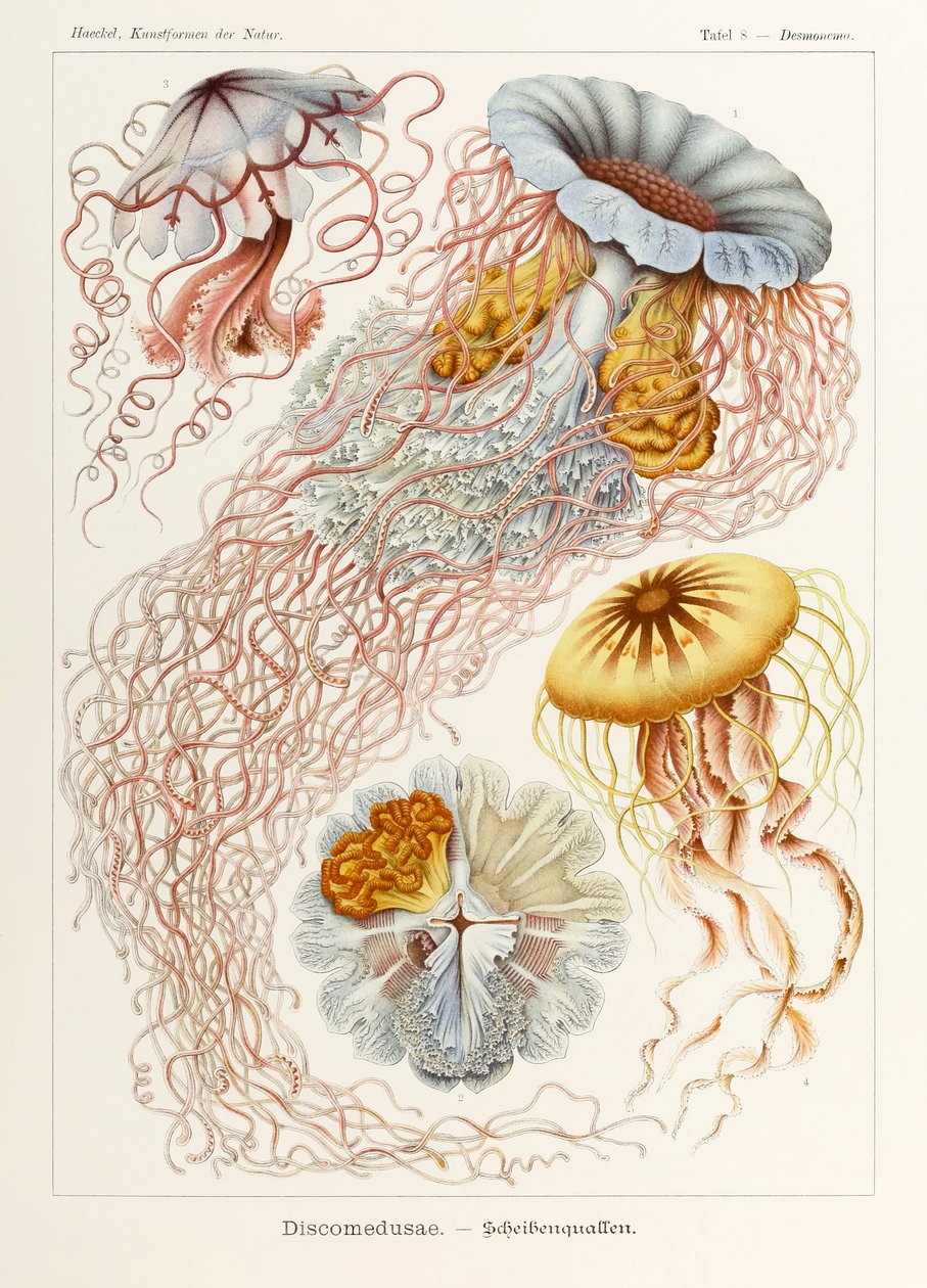 图版 8 Desmonema Discomedusae 选自恩斯特·海克尔（Ernst Haeckel，1834-1919 年）绘制的“自然艺术形式” 作者 恩斯特·海克尔