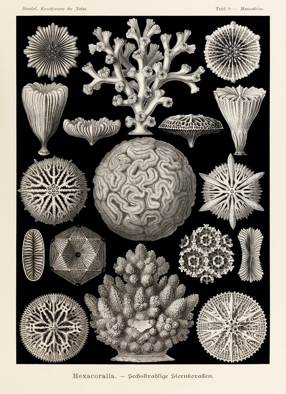 图版 9 Maeandrina Hexacoralla，选自恩斯特·海克尔（Ernst Haeckel，1834-1919 年）绘制的“自然艺术形式” 作者 恩斯特·海克尔