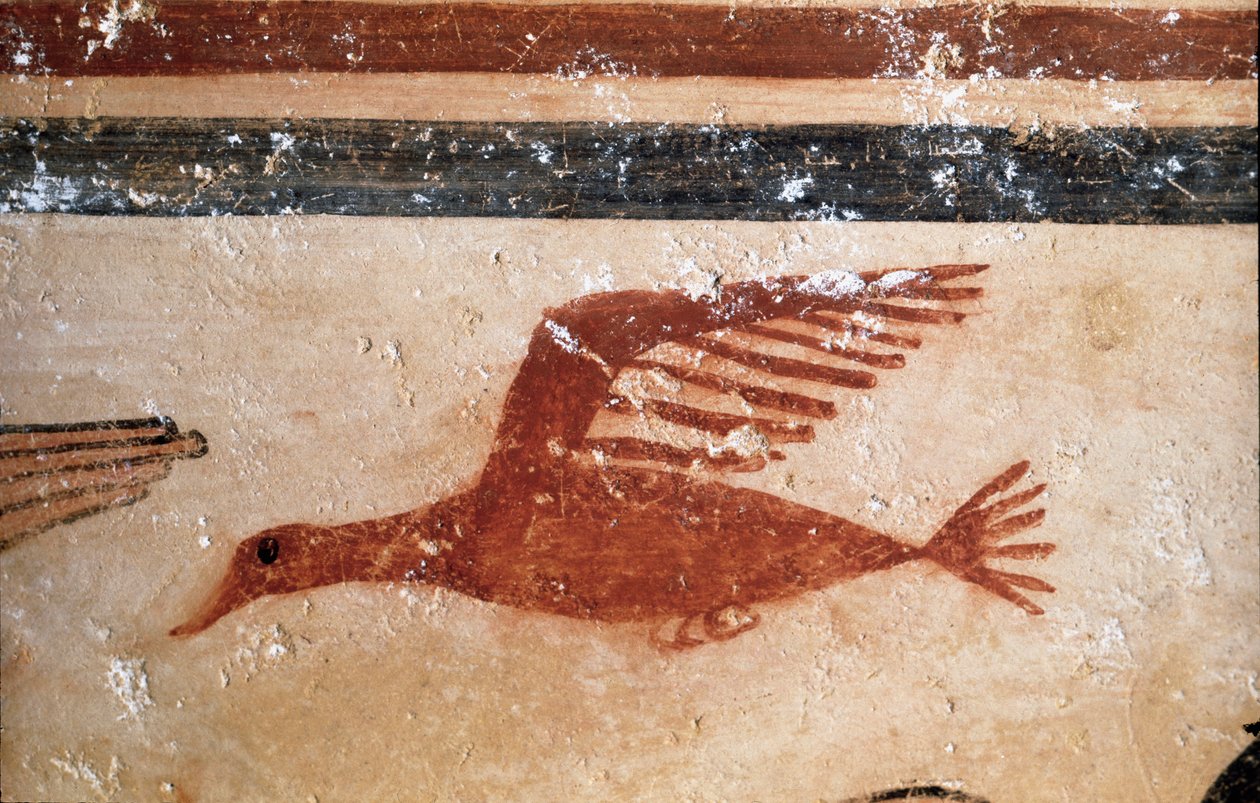 A bird. (Detail of fresco, 530 BC) 作者 伊特鲁里亚语