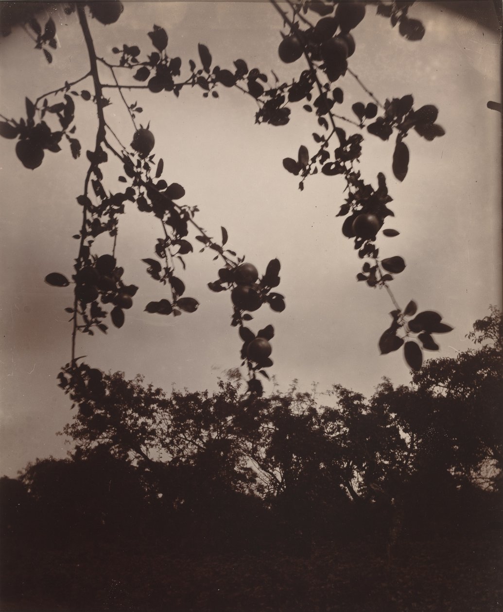 苹果树枝，1922/1923 年（照片） 作者 欧仁·阿格特