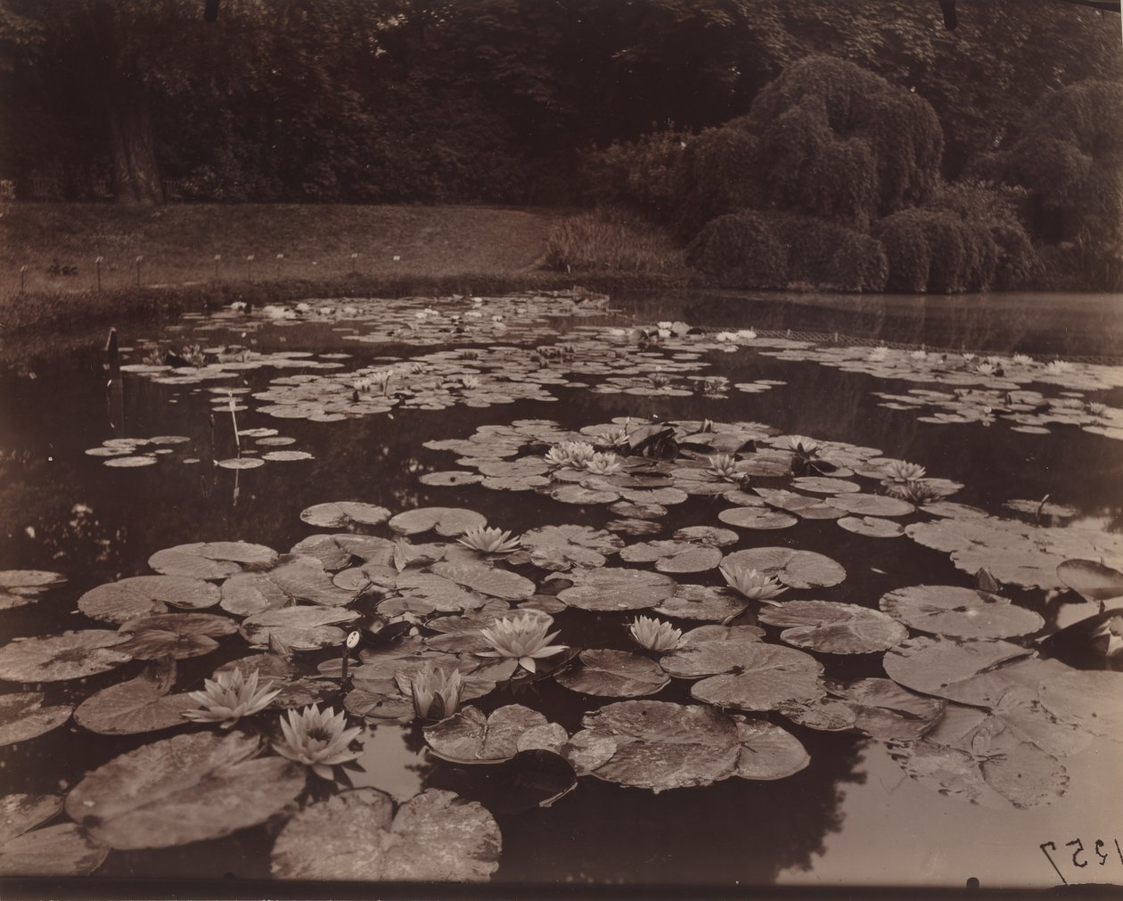 霓裳羽衣曲》（巴加泰尔），1925 年（照片） 作者 欧仁·阿格特