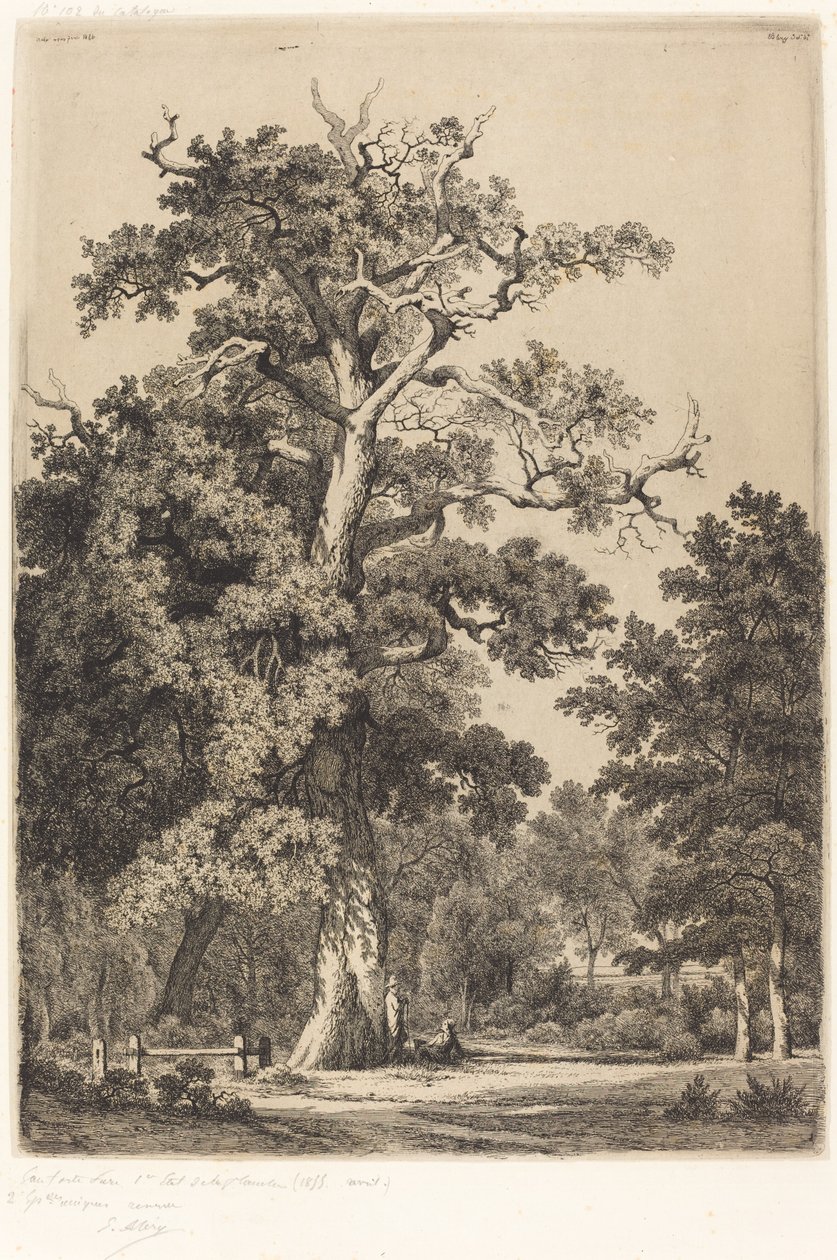 布洛涅森林中的古橡树，1855年。 作者 尤金·布莱