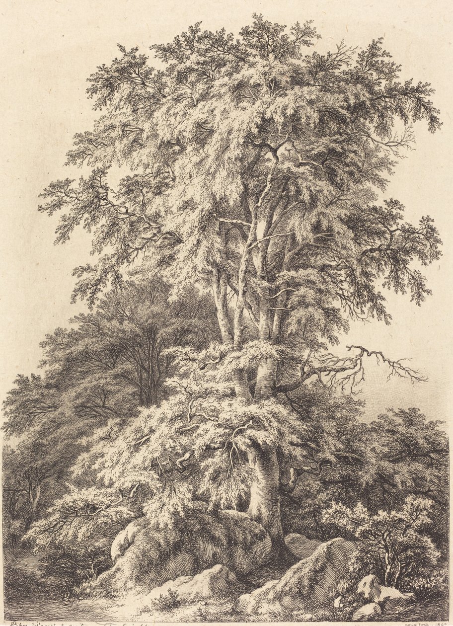 榉树林，1840年。 作者 尤金·布莱